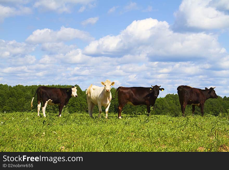 Cows in the green meadow. Cows in the green meadow