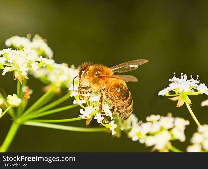 Bee on a flower, macro