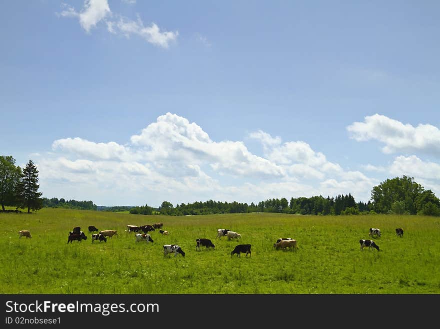 Cows in the meadow, summer landscape