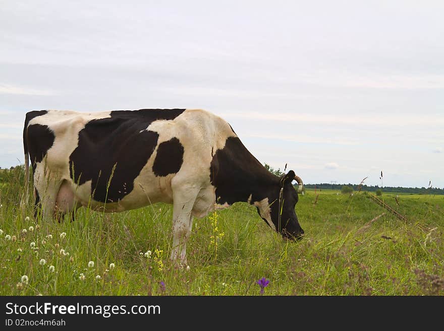 Cow eats grass on green meadow