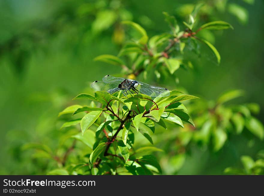 Yellow-Spotted Whiteface beyond green leaves