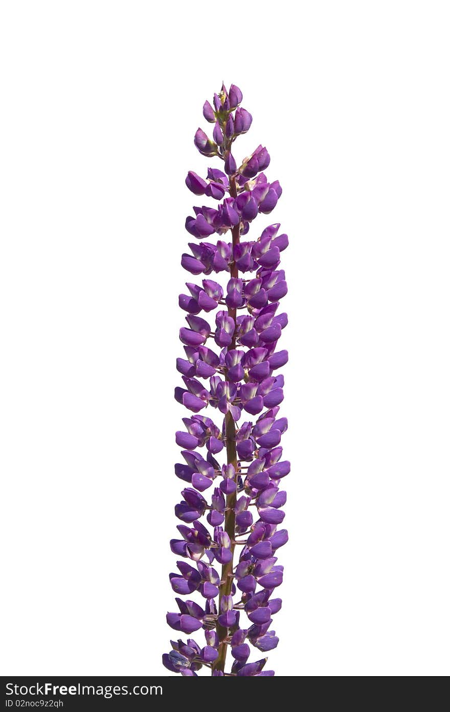 Lupine isolated on a white