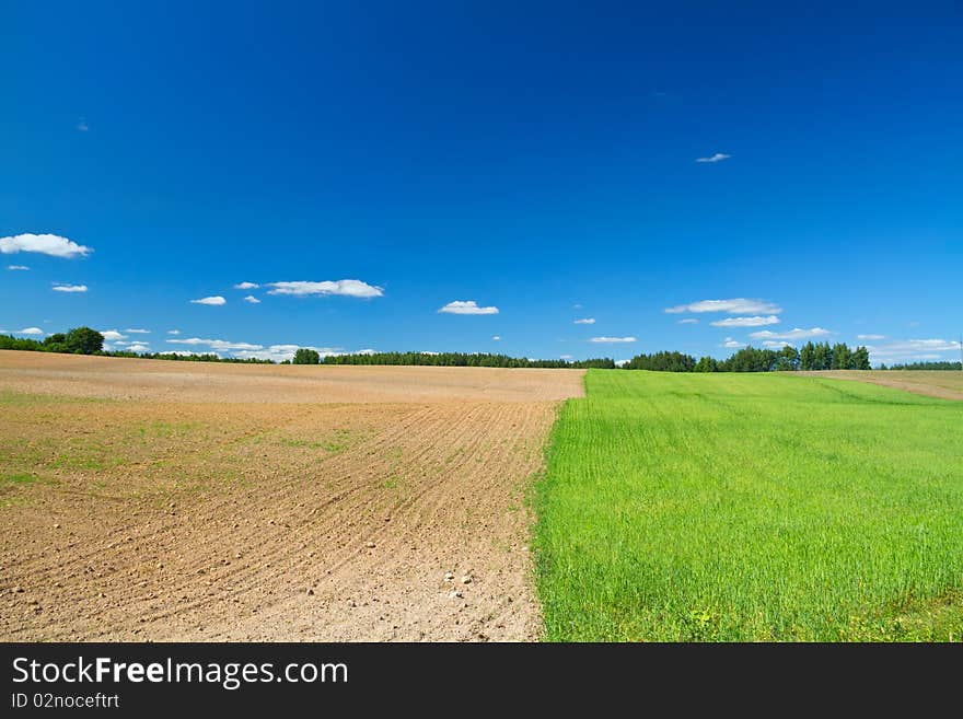 Field as seed and tillage, blue sky