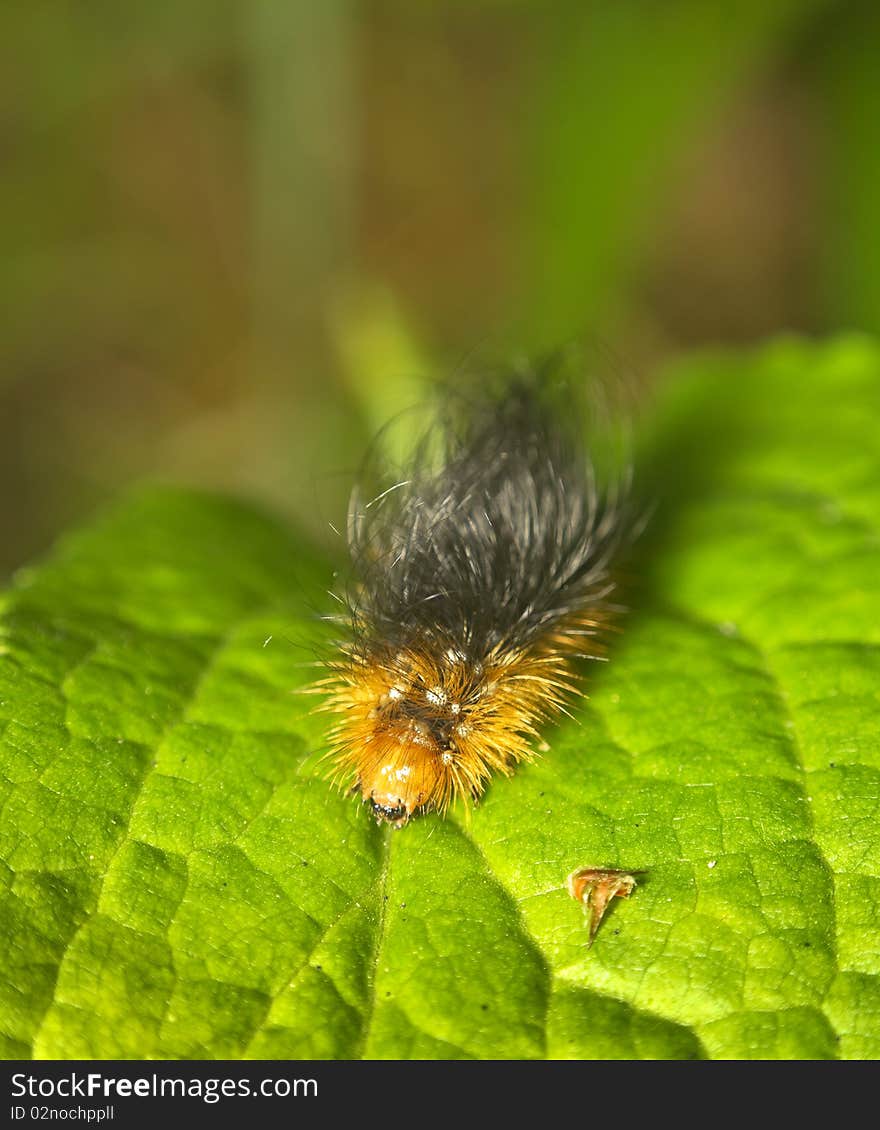 Caterpillar on green leaf, macro