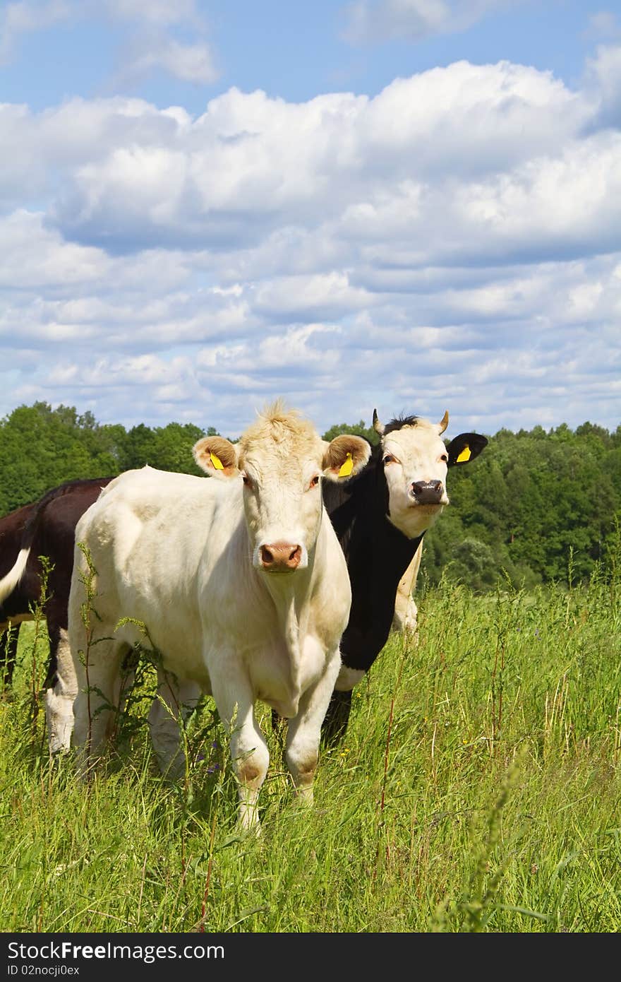 Cows in the green meadow. Cows in the green meadow