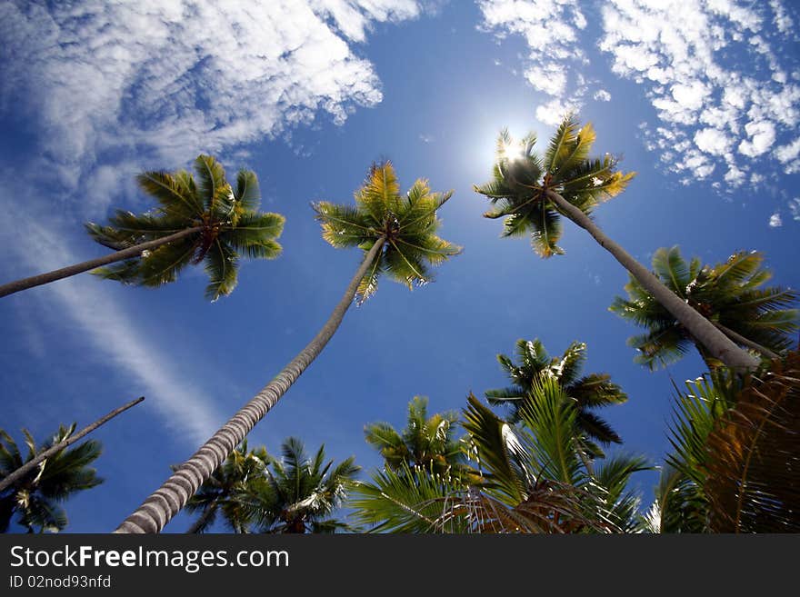 Palm trees on the Togean Islands in Indonesia