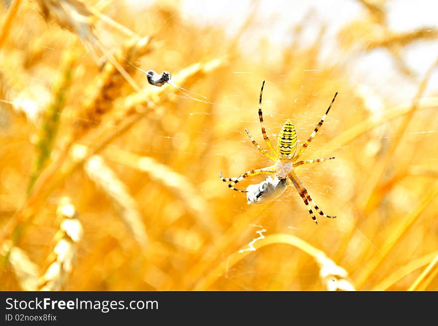 Poisonous spider