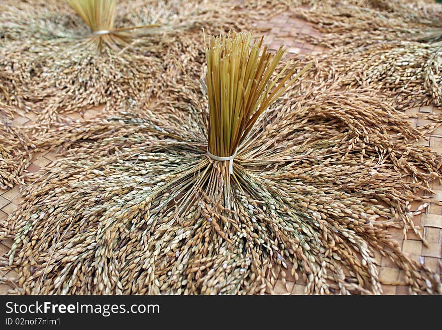 Rice padi fields in Indonesia