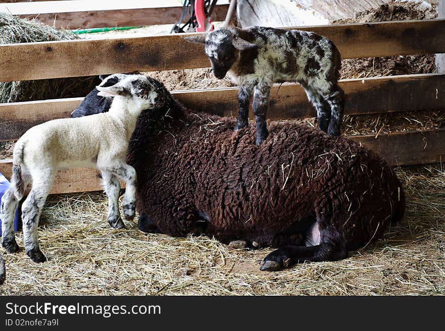 Week-old lambs playing on their mother.