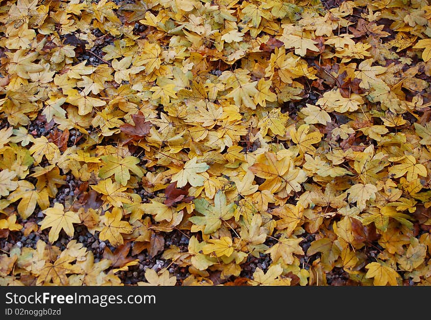 Colorful autumn leafs - background, texture