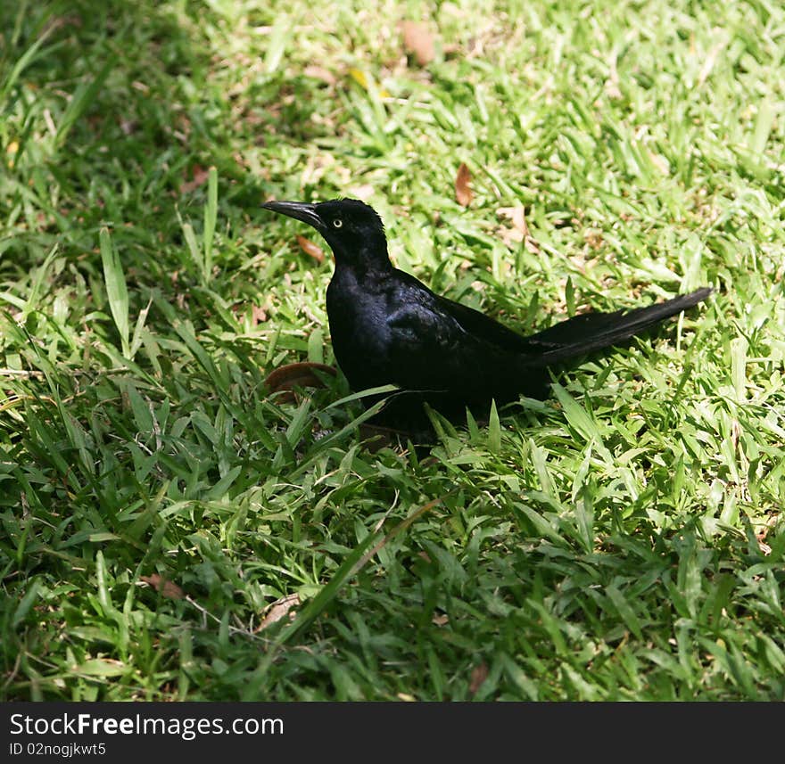 Great-tailed Grackle