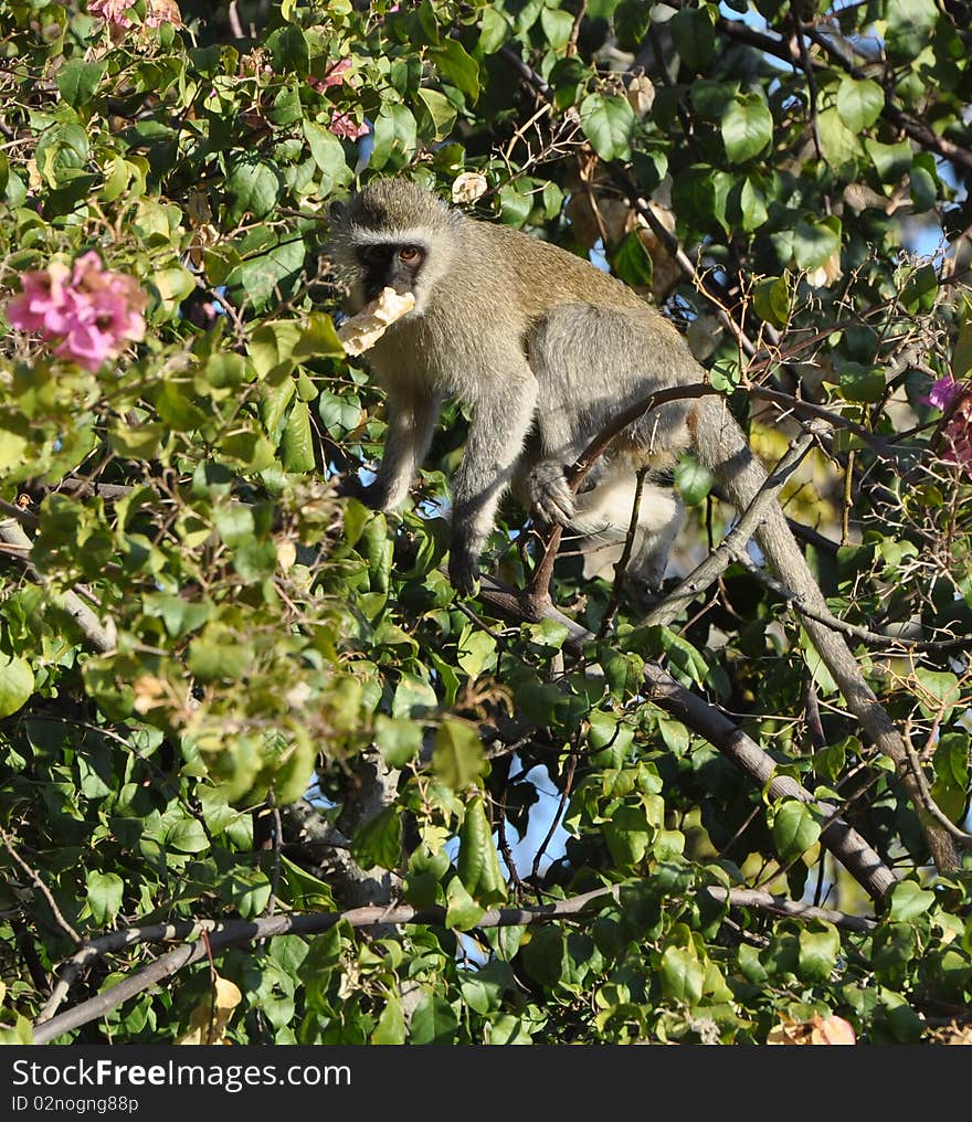 Velvet Monkey retreats to a tree after steeling a bread roll