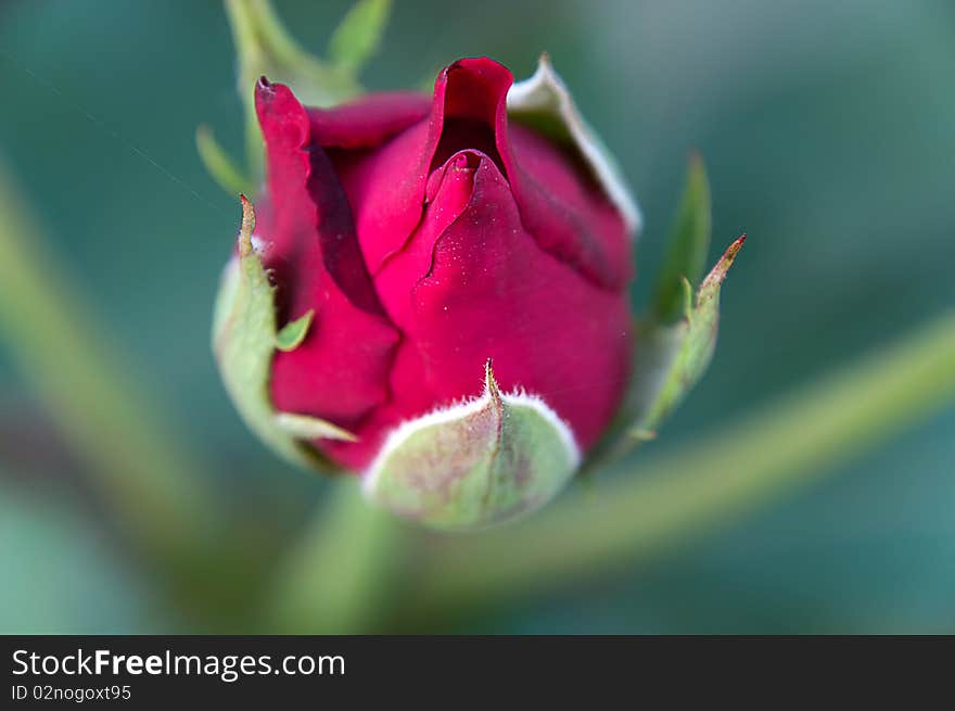 A closeup of bunch of red rose