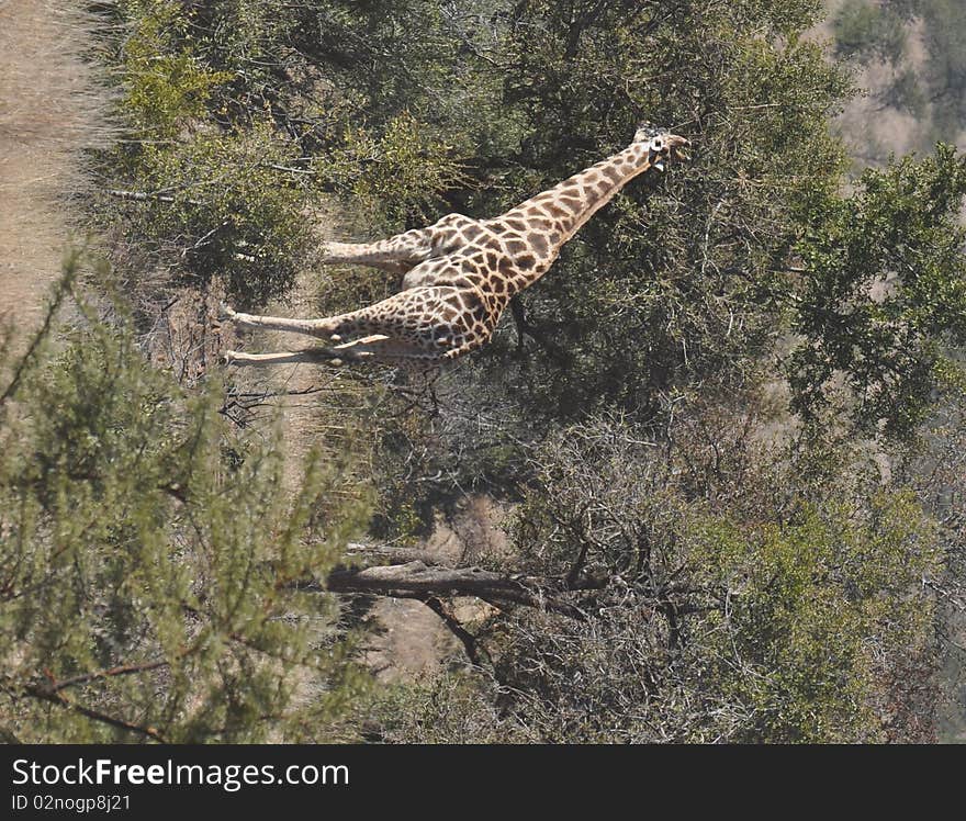 Giraffe grazing in South Africa