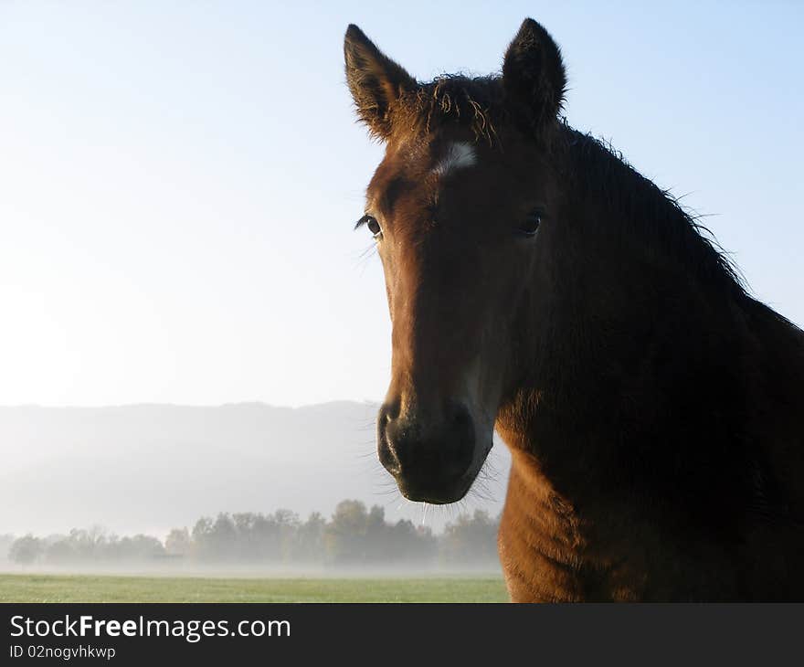 Horse portrait early in the morning