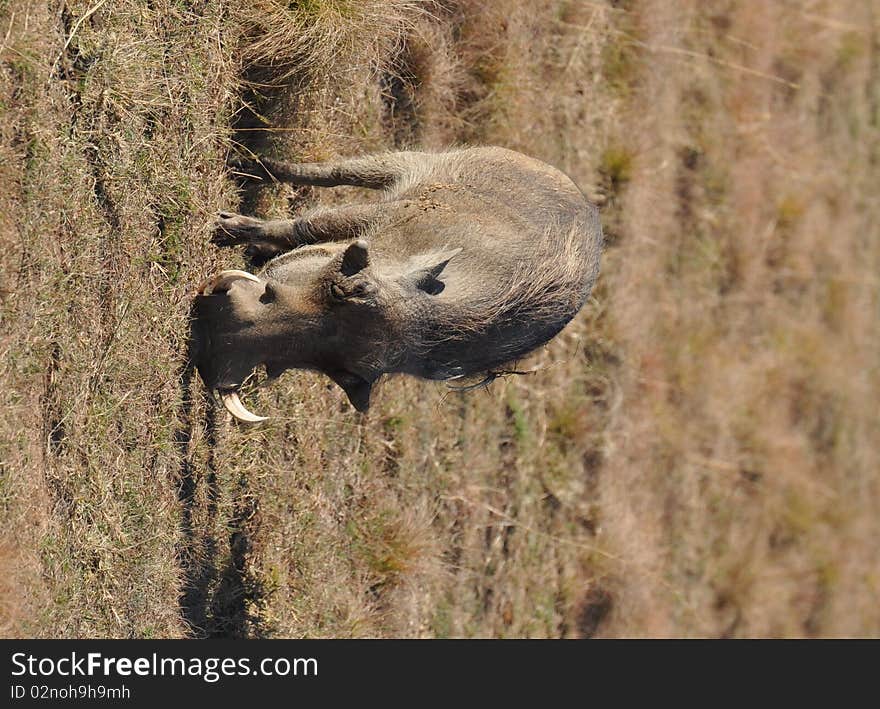 Warthog grazing in South Africa