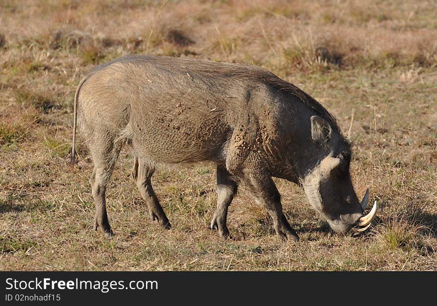 Warthog grazing in South Africa