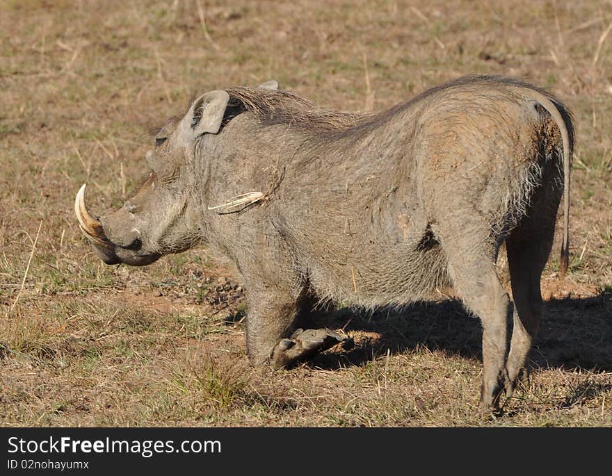 Warthog grazing in South Africa