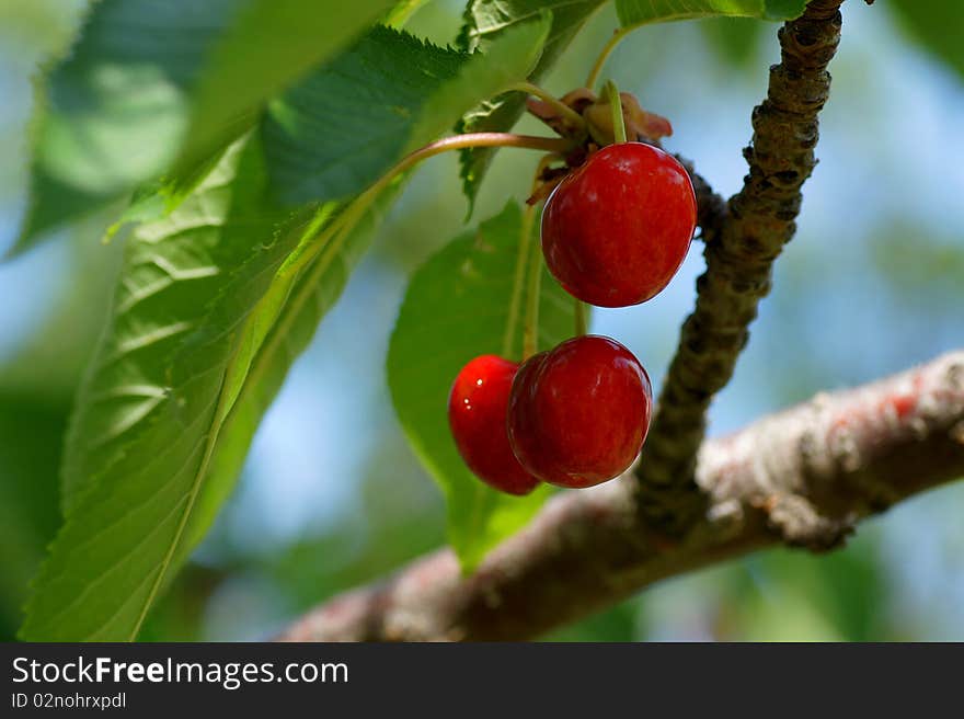 Cherries