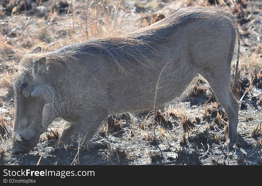 Warthog grazing in South Africa