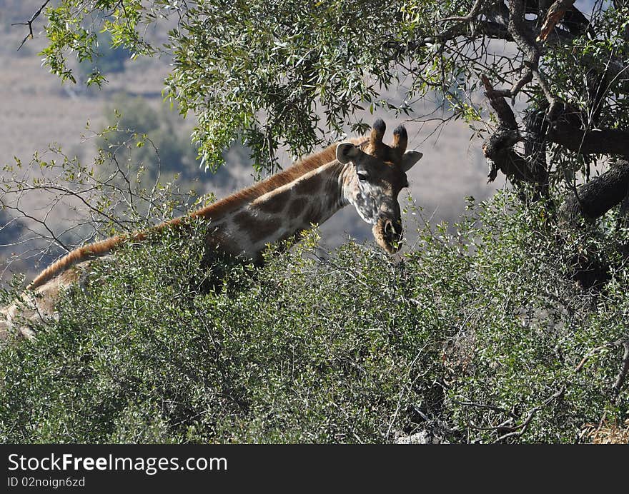 Giraffe grazing in South Africa