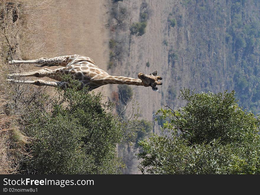 Giraffe grazing in South Africa