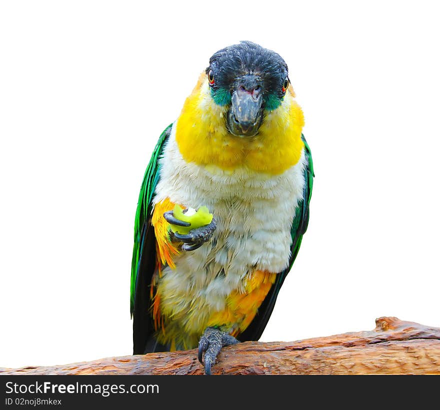 Parrot Holding A Food