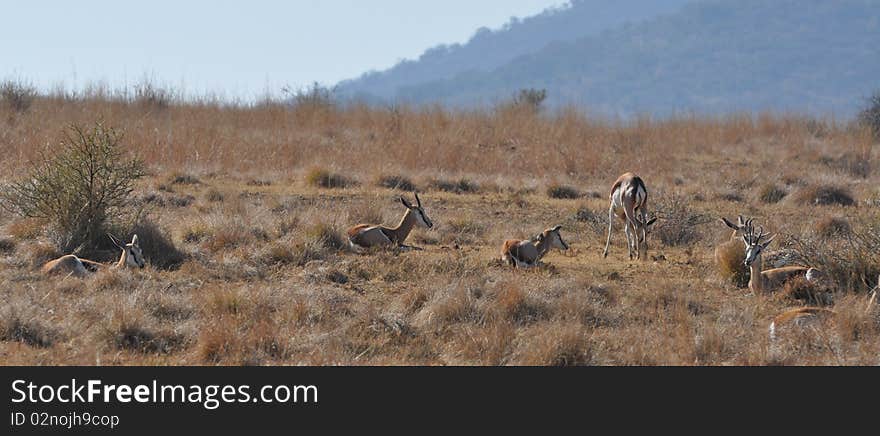 Springbok at rest in South Africa