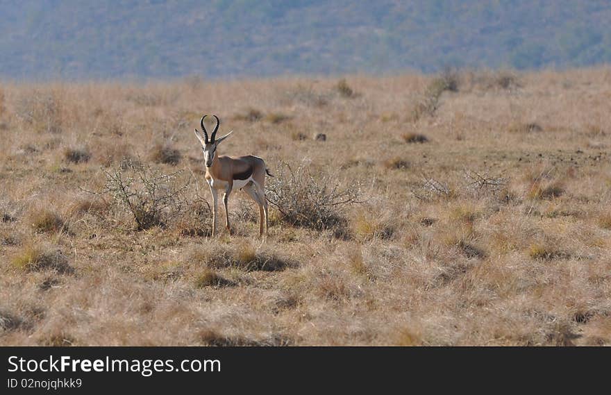 Springbok at rest in South Africa