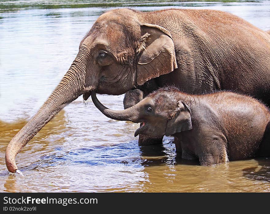 Mother and Baby Elephant