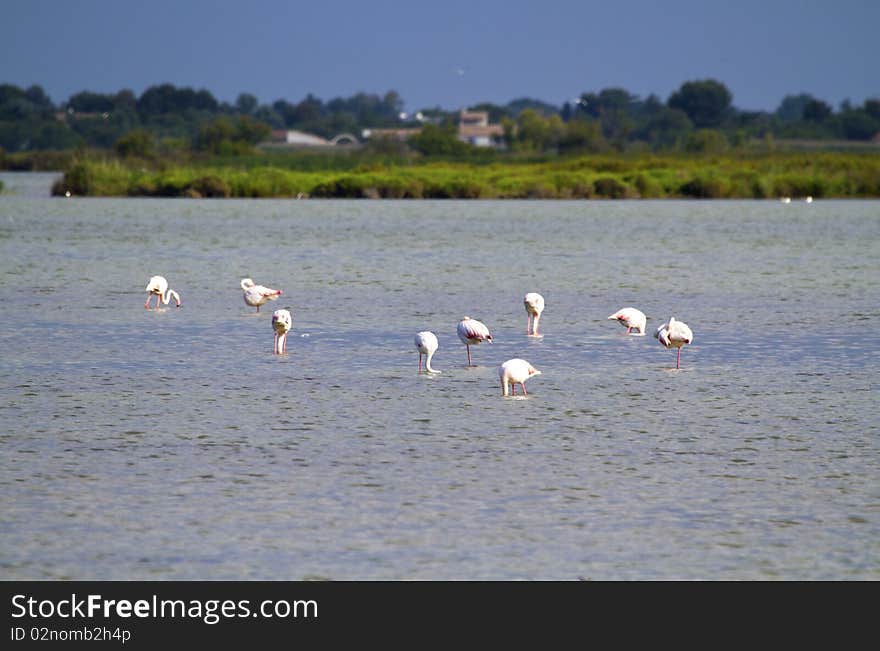 Landscape of the Camargue