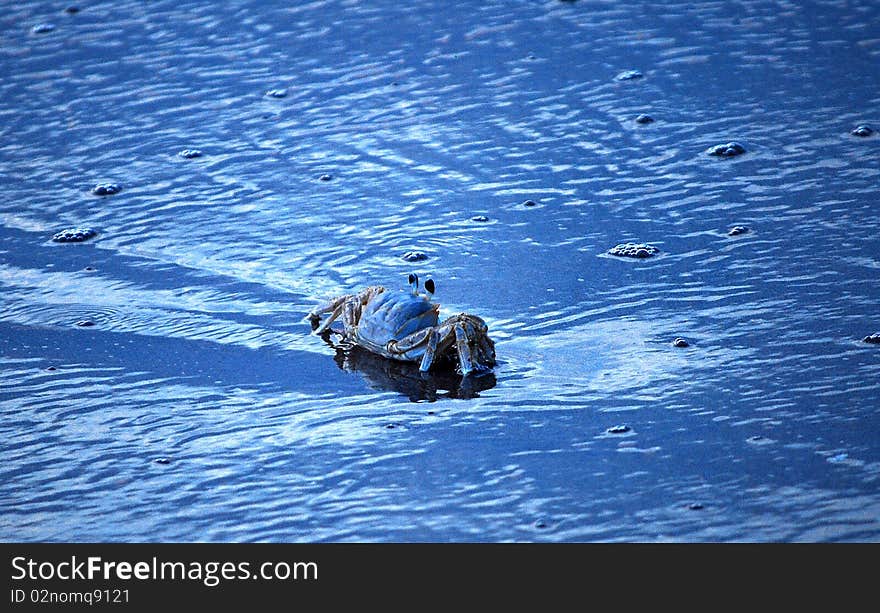 Blue Crab surfing