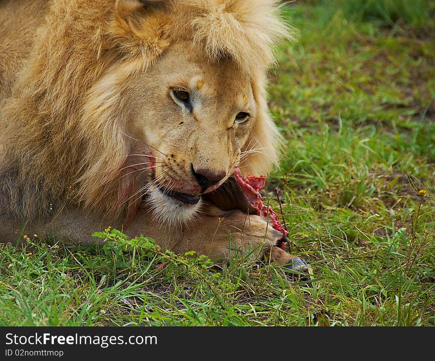 Portrait of a male lion feeding on a calf. Portrait of a male lion feeding on a calf