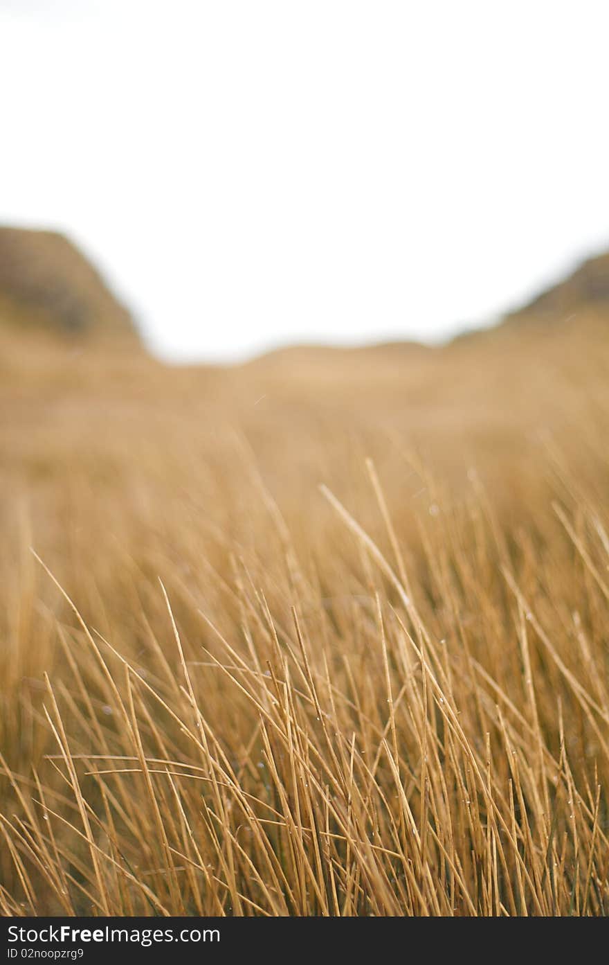 Grass in mountain