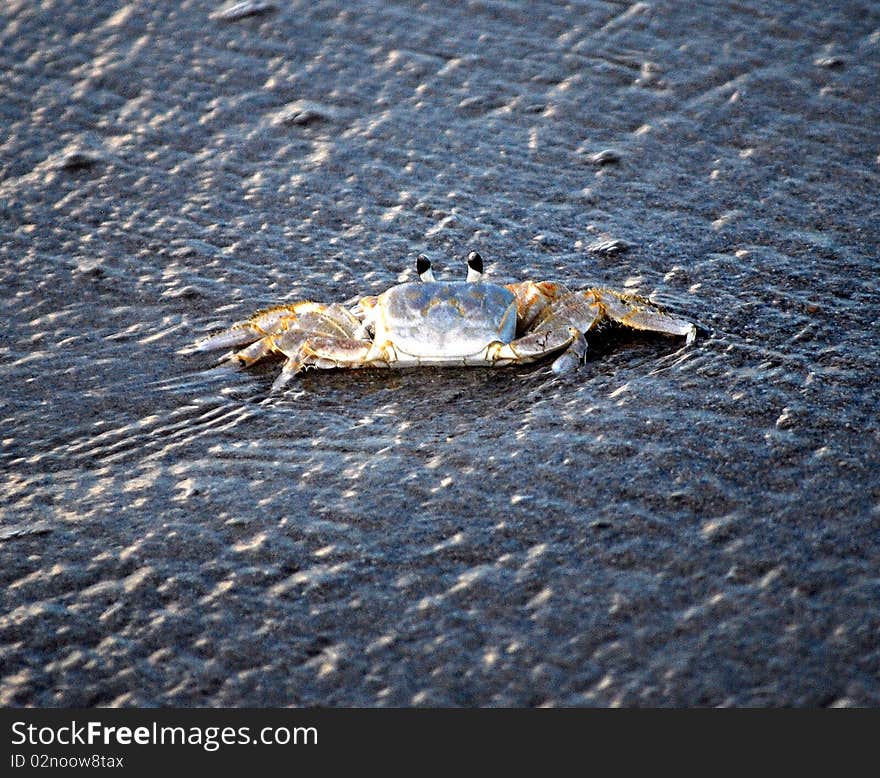 Blue crab hitching a ride on a wave