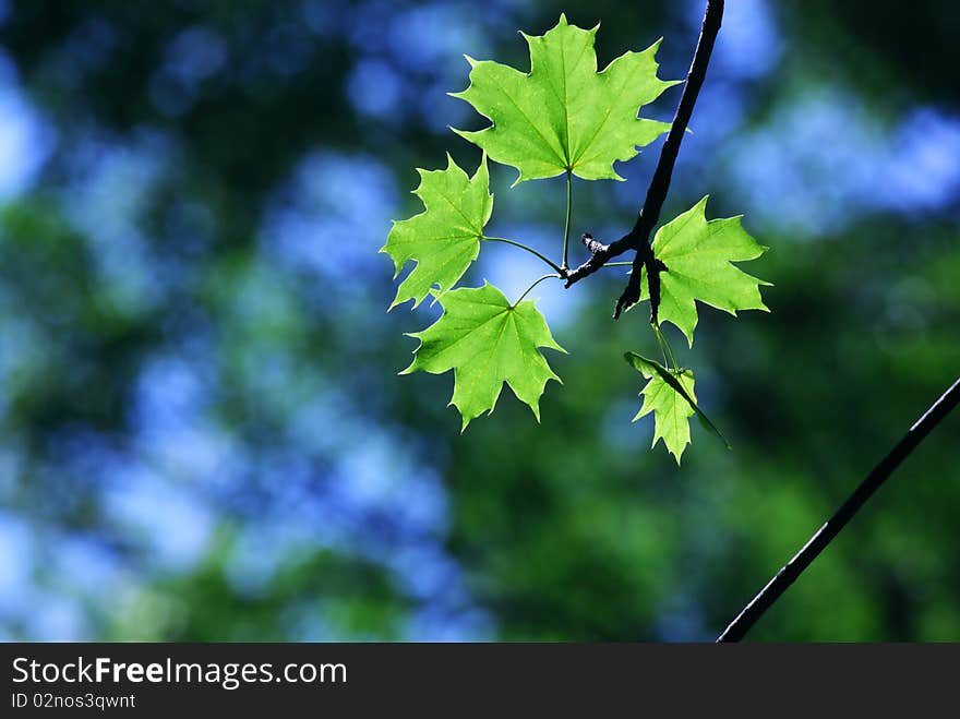 Green maple leaves in city park in the spring afternoon