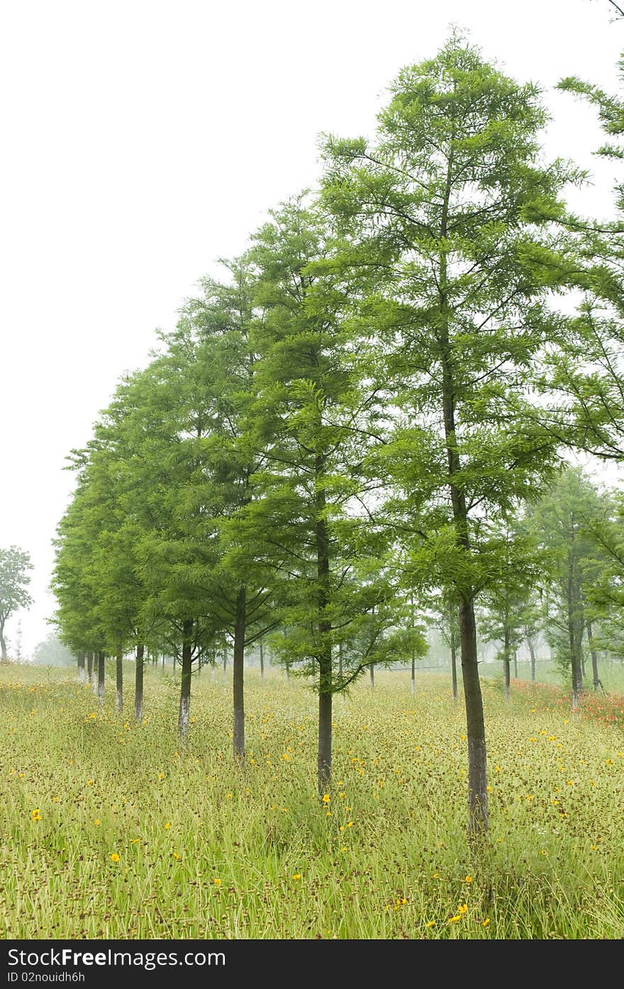 Metasequoia