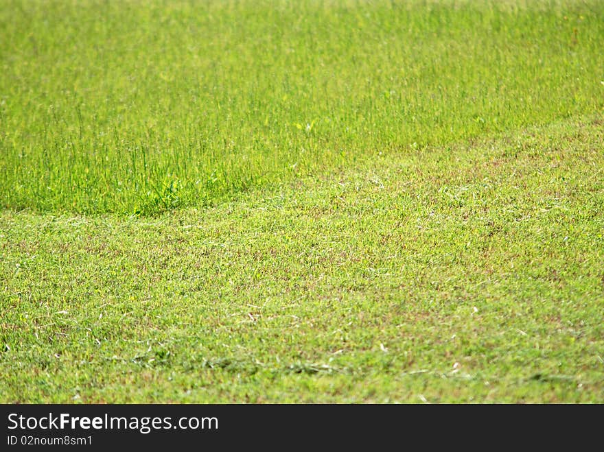 The grass was cut on a grassy lawn