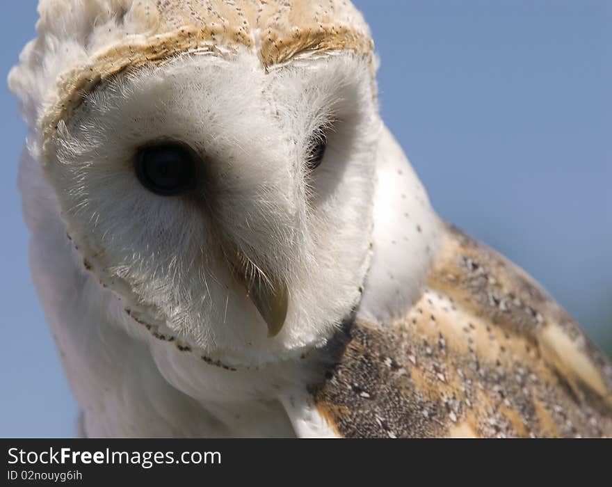 European Barn Owl