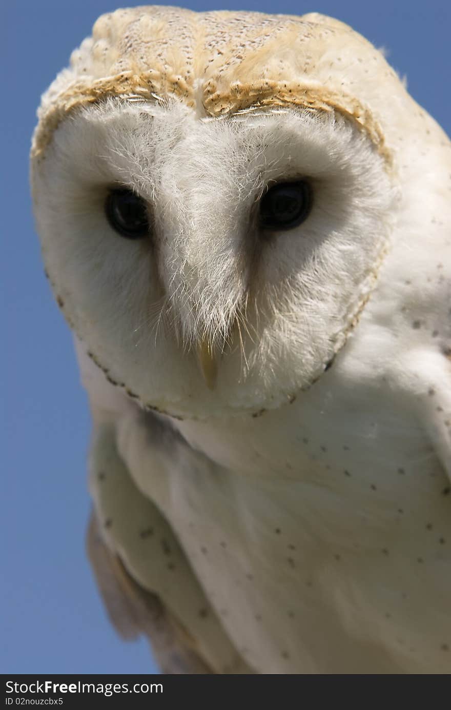 European Barn Owl