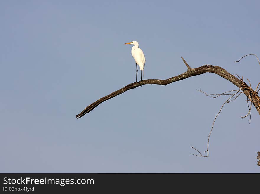 Great Egret on a branch