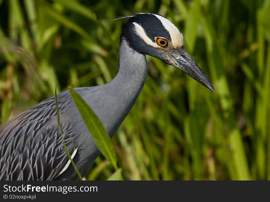 Yellow Crowned Night Heron