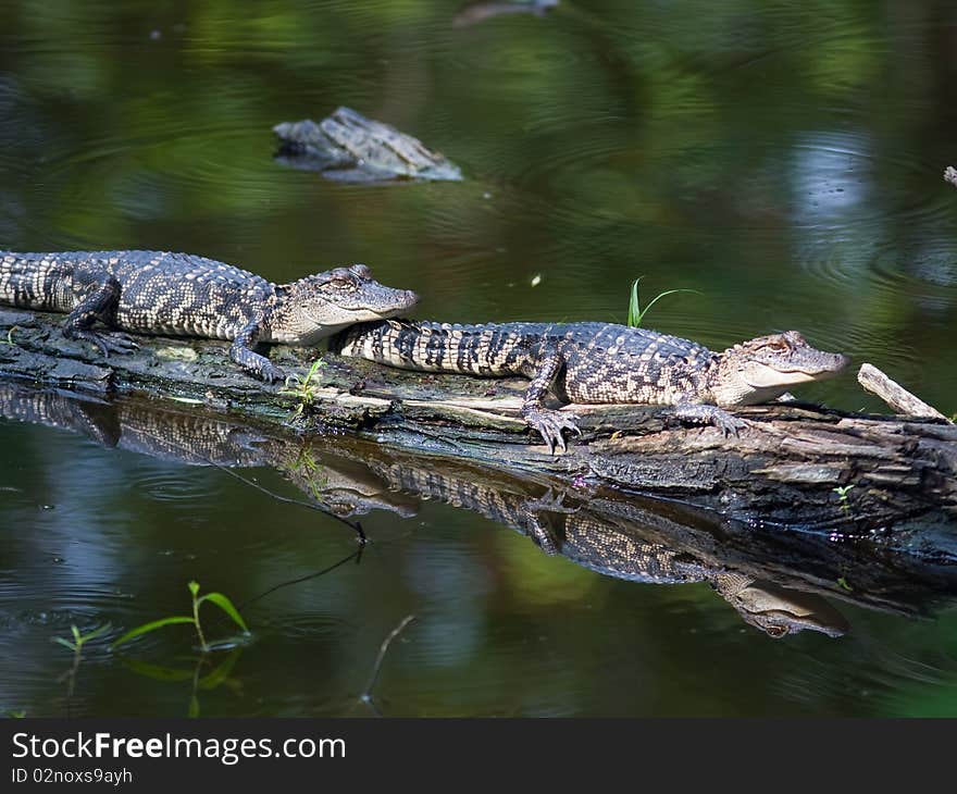 Baby Alligators sunning on a branch