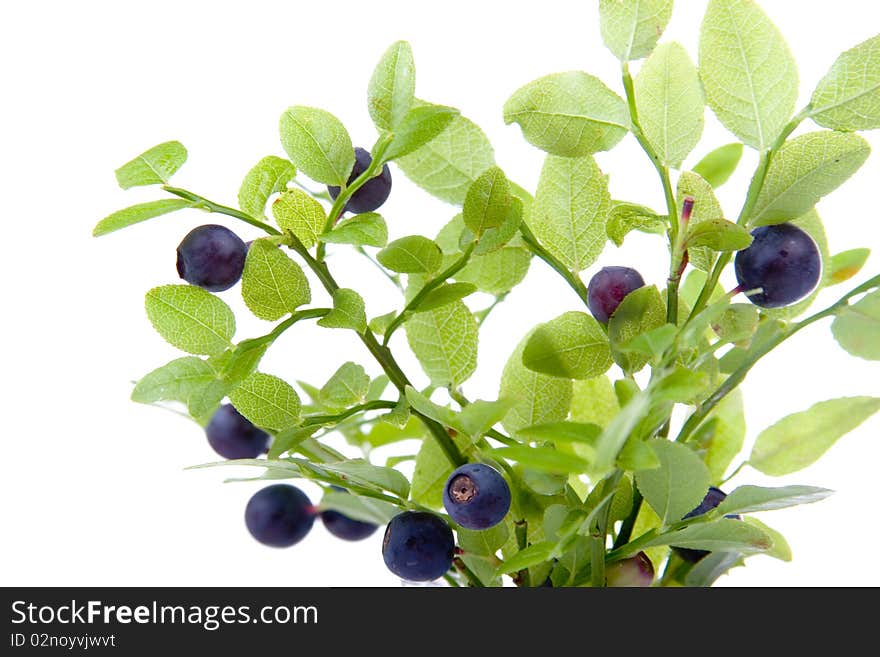 Blueberries isolated on a white background