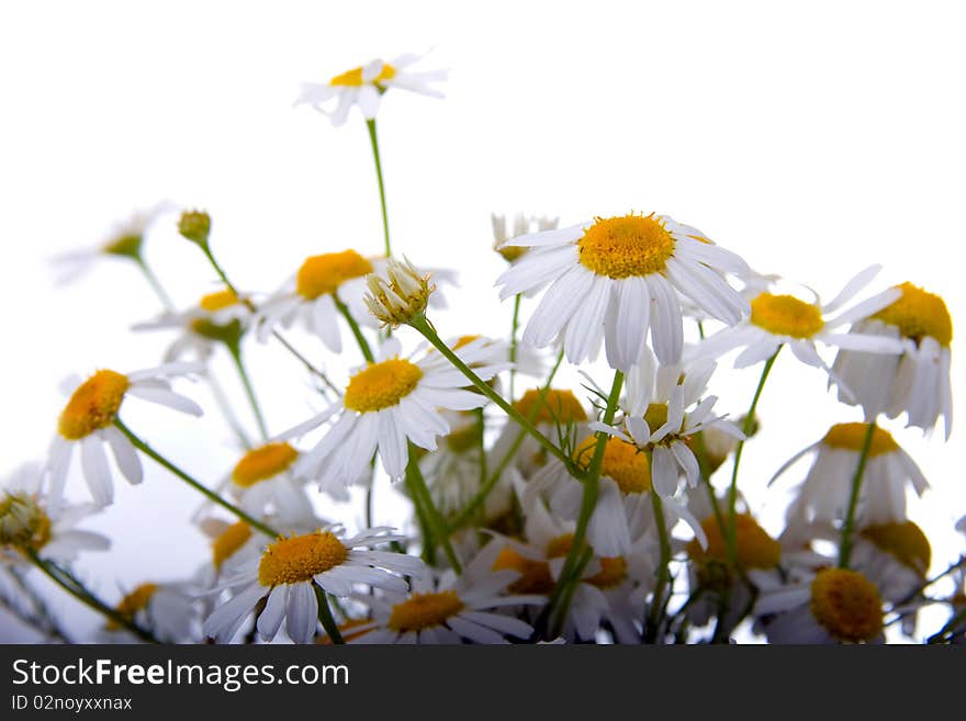 Chamomiles on a white background