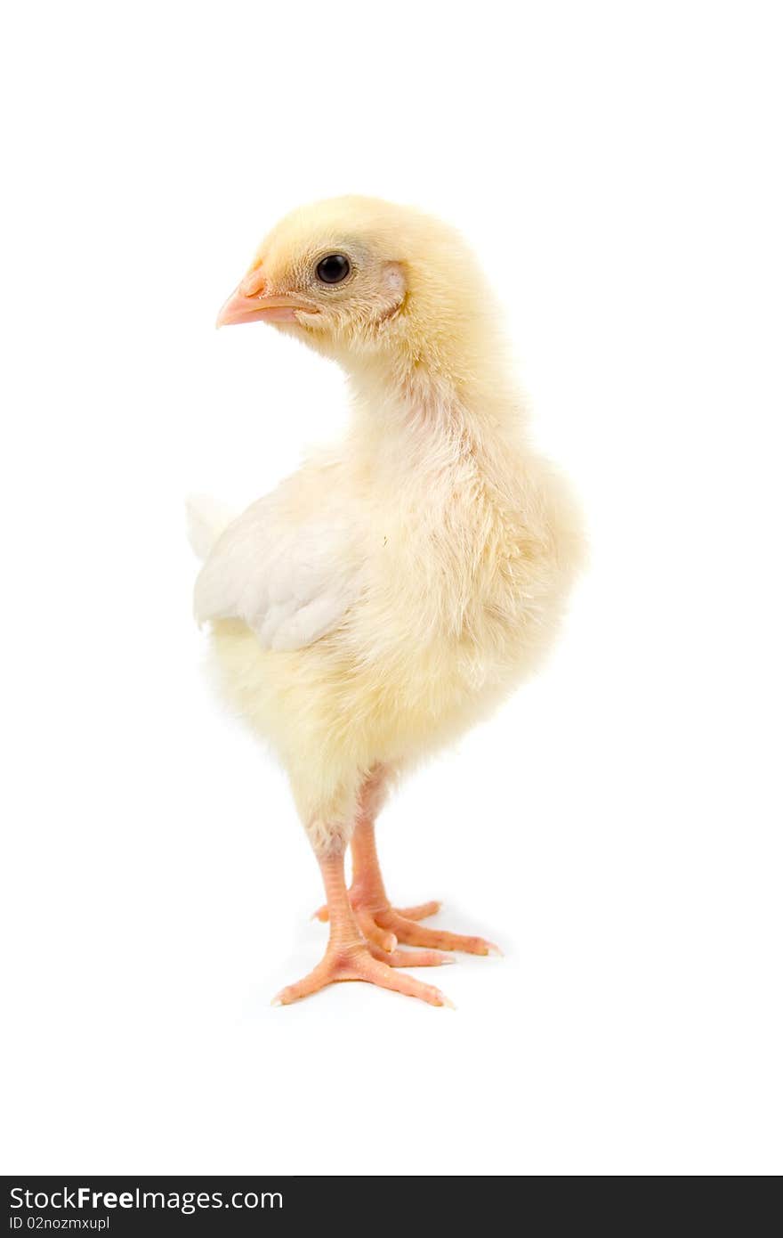 Yellow chicken isolated on a white background