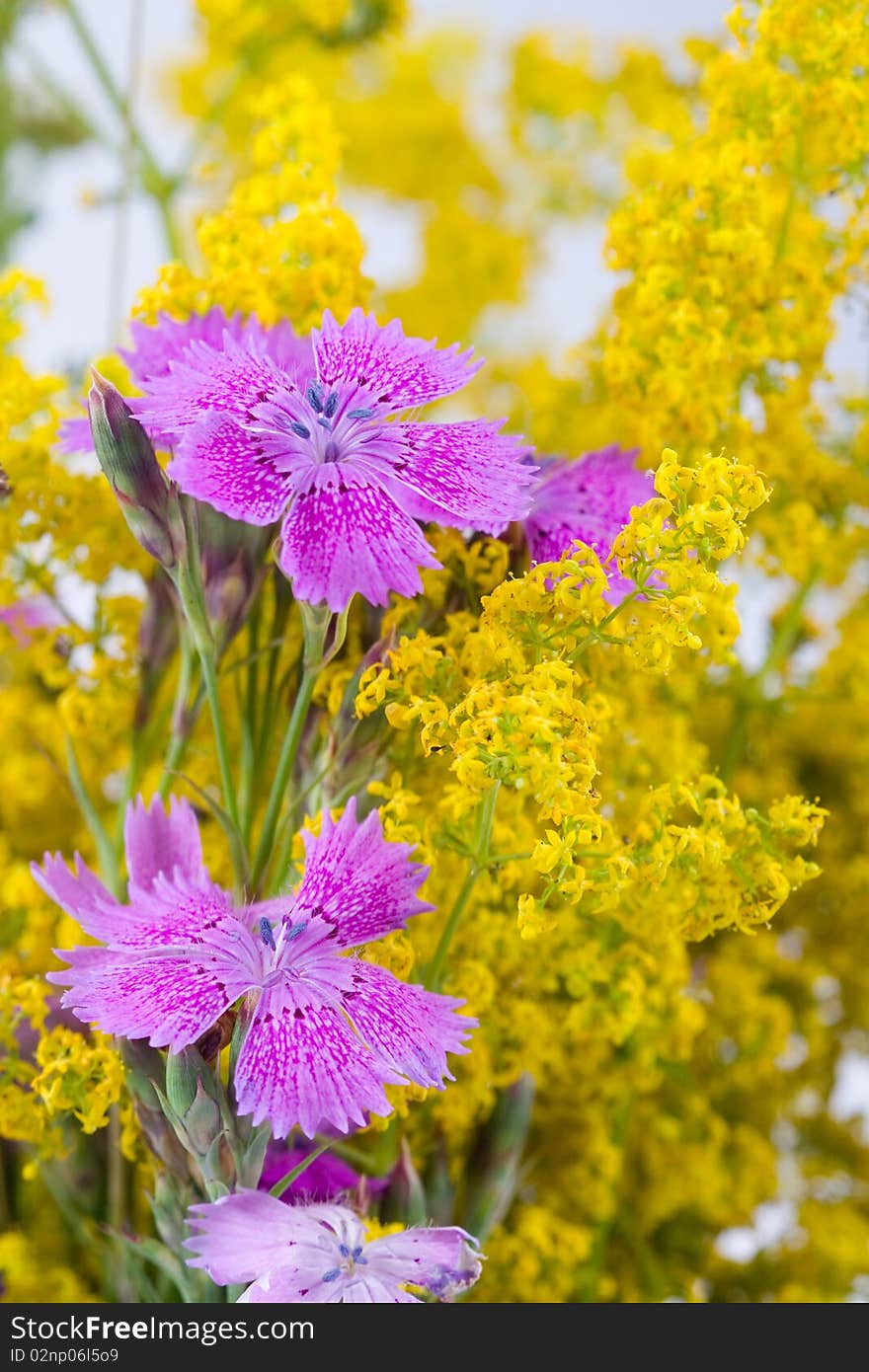 Beautiful bouquet of wild flowers on a white background