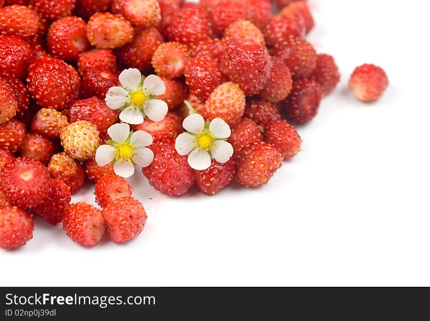 Wild strawberry isolated on white background