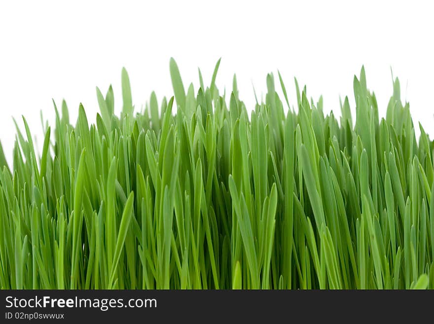 Green grass