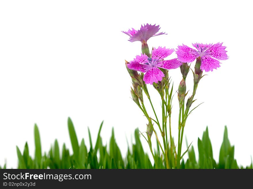 Carnation and green grass on white background